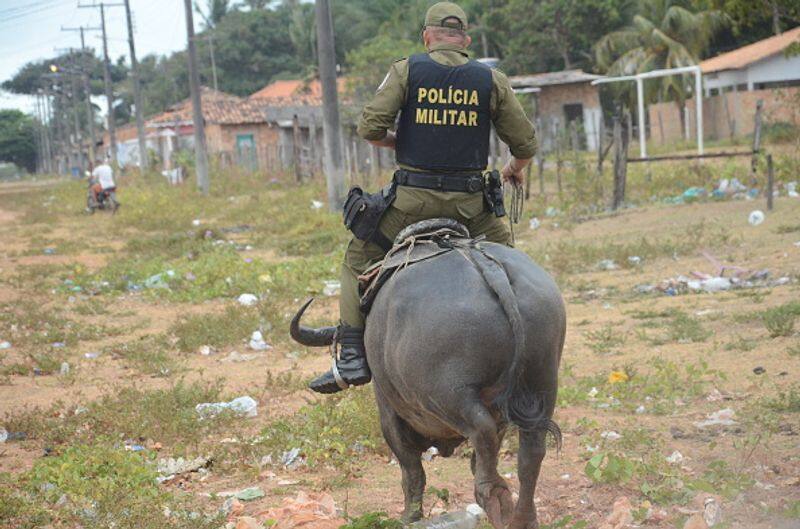 buffalo police in Marajo