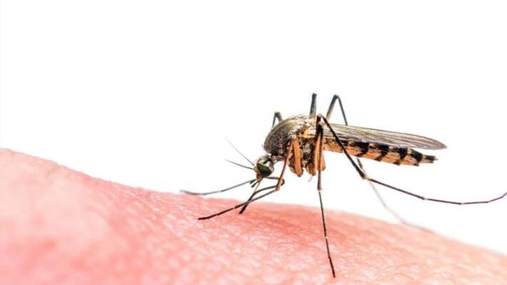 natural ways to get rid of mosquitoes natural ways to get rid of mosquitoes