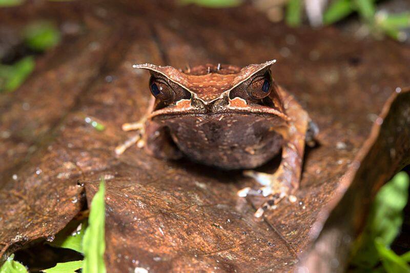 Long nosed horned frog peculiarities