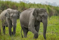 Heres how project RE HAB has helped drive away elephants, without causing harm preventing crop losses