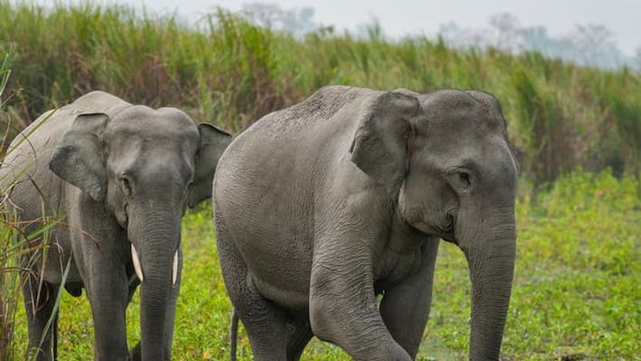 Ensure that elephants do not occupy even an inch of the route- Chennai High Court. Ensure that elephants do not occupy even an inch of the route- Chennai High Court.