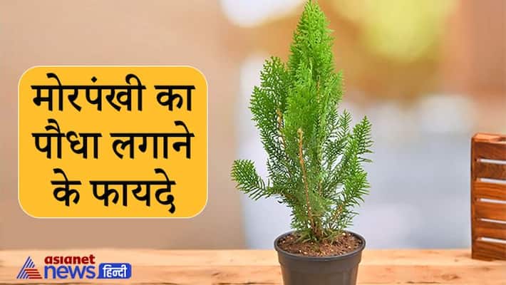 For monitory benefits keep this special plant in house, keep these things in mind as well KPI For monitory benefits keep this special plant in house, keep these things in mind as well KPI