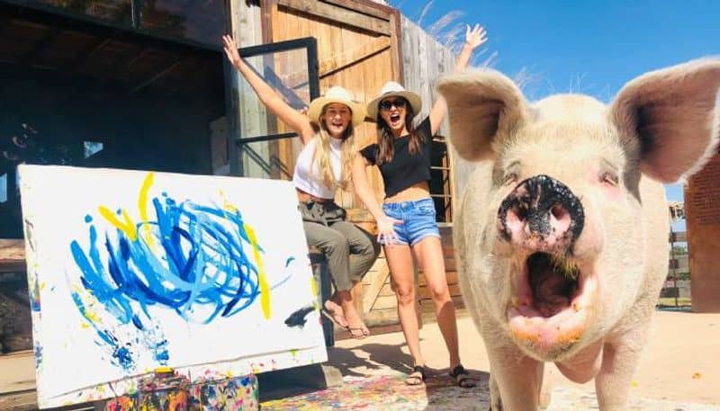 Meet Pigcasso, the painter pig who just sold its latest artwork for 20,000 pounds-dnm