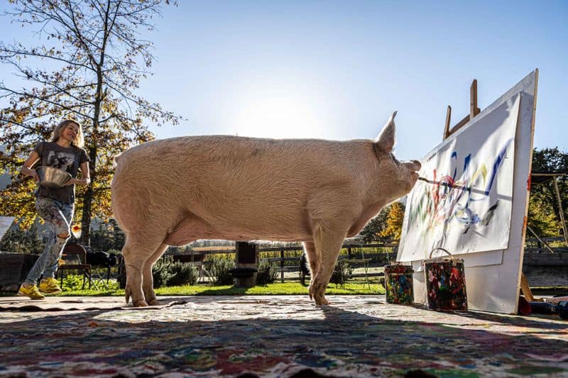 Meet Pigcasso, the painter pig who just sold its latest artwork for 20,000 pounds-dnm