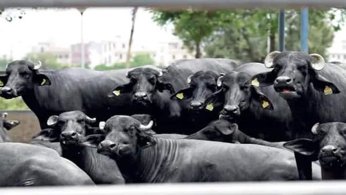 25 buffaloes died in a few days in Odisha kpn 25 buffaloes died in a few days in Odisha kpn