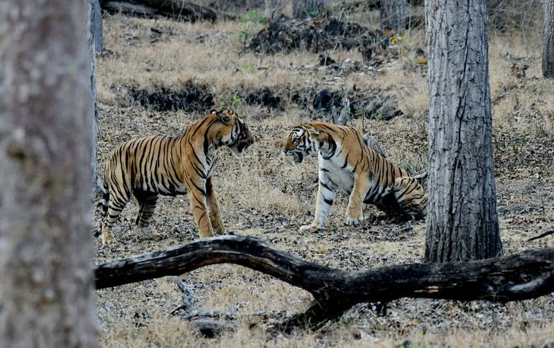 to 9 destination in india which famous for tiger reserve bjc