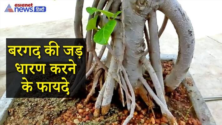 Banyan root is very miraculous, it can overcome the Mangal Dosh and other problems KPI Banyan root is very miraculous, it can overcome the Mangal Dosh and other problems KPI