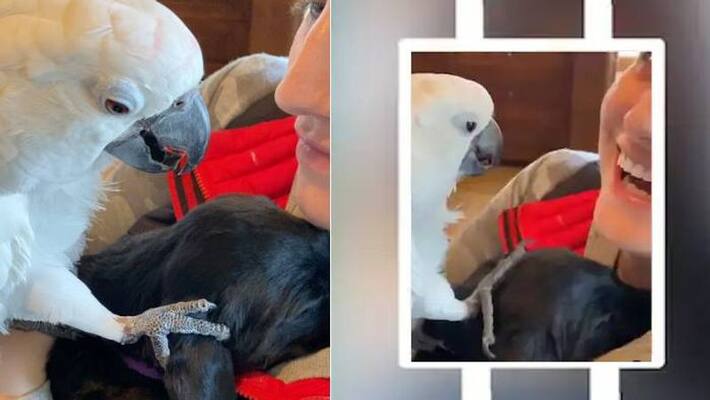 Adorable video of parrot meets puppy saying I Love You Adorable video of parrot meets puppy saying I Love You