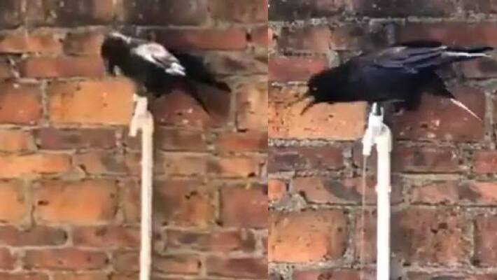viral video of crow drinking water from pipe viral video of crow drinking water from pipe