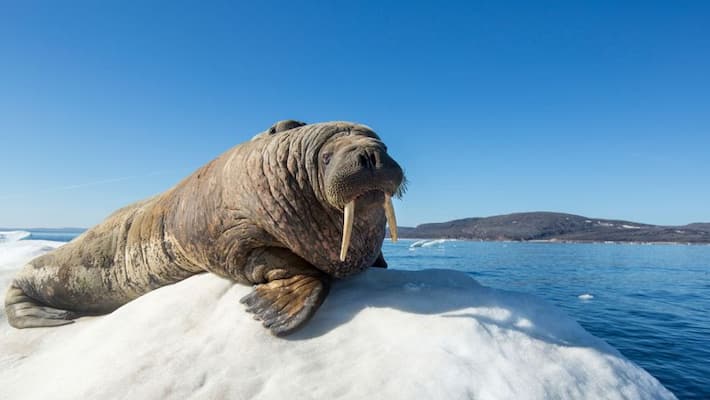 walrus sleeps on ice reaches 1000 miles away in irelend walrus sleeps on ice reaches 1000 miles away in irelend