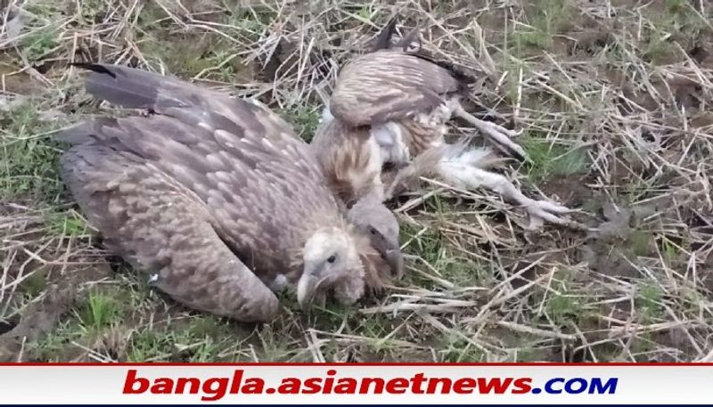 <p><br />
ওদলাবাড়ির পরিবেশ কর্মী নফসর আলি বলেন,পশ্চিম ডামডিম এলাকায় চেল নদীর ধারে একটি পাথর ভাঙ্গার হাপার কল রয়েছে। সেই হাপার কলের পিছনে একটি ফাঁকা মাঠে কেউ একটি মরা গরু ফেলেছিল। আজ সকালে এক ঝাঁক হিমালয়ান গ্রিফন প্রজাতির শকুন ওই এলাকায় উড়ে আসে। মরা গরুর মাংস খেতে শুরু করে প্রায় অর্ধেক গরুর মাংস খাওয়ার পর শকুন গুলো অসুস্থ হয়ে পড়ে। অসুস্থ হয়ে এদিক ওদিক মরে পড়তে থাকে। সন্ধ্যা পর্যন্ত ১৫ টি মরা শকুন উদ্ধার করা হয়েছে। ২৫টি অসুস্থ শকুনকে ইতিমধ্যে লাটাগুড়ি এন আই সি তে চিকিৎসার জন্য নিয়ে যাওয়া হয়েছে" । </p>
