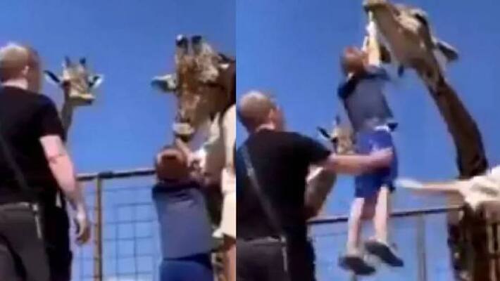 kid tried to feed leaves to giraffe kid tried to feed leaves to giraffe