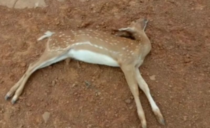 <p>ನರೇಗಾ ಯೋಜನೆಯಡಿ ಅರಣ್ಯ ಇಲಾಖೆಯ ಅಧಿಕಾರಿಗಳು ಕಾಡು ಪ್ರಾಣಿಗಳ ನೀರಿನ ಬವಣೆ ನೀಗಿಸಲು ವೈಜ್ಞಾನಿಕವಾಗಿ ಚೆಕ್ ಡ್ಯಾಮ್ ನಿರ್ಮಾಣ ಮಾಡಿದ್ದಾರೆ.</p>