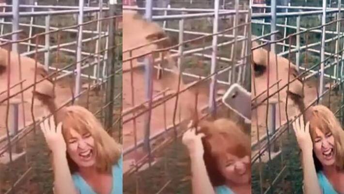 Camel Chews Off Womans Hair When She Tries to Take Selfie Camel Chews Off Womans Hair When She Tries to Take Selfie