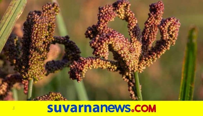 Right way to prepare and eat millets to be healthy and fit