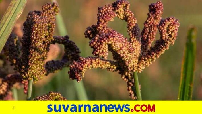 MSP Of Millets deposited to Farm loan snr MSP Of Millets deposited to Farm loan snr