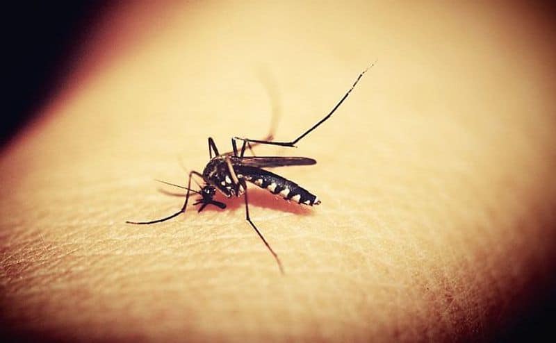 How prevent dengue at home