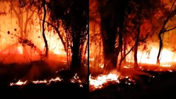 Wildfire rages in parts of Bandhavgarh Tiger Reserve-VPN Wildfire rages in parts of Bandhavgarh Tiger Reserve-VPN