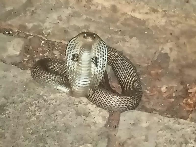 Snake Found in Bhogapuresh Temple at Gangavati in Koppal grg