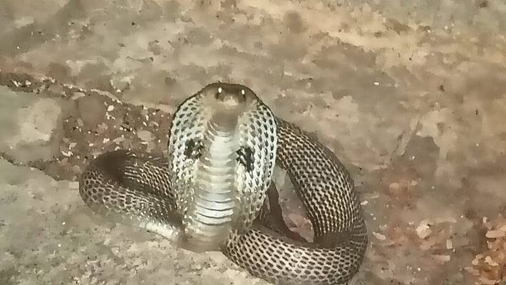 The snake that bit the woman ... came to the same place and shocked the life The snake that bit the woman ... came to the same place and shocked the life