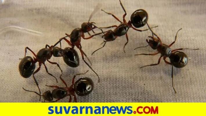 Tips to get rid of Ants at Home simple tips here Tips to get rid of Ants at Home simple tips here