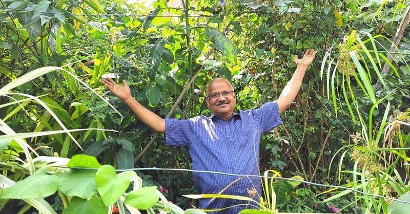this Bengaluru man grow a forest in his terrace