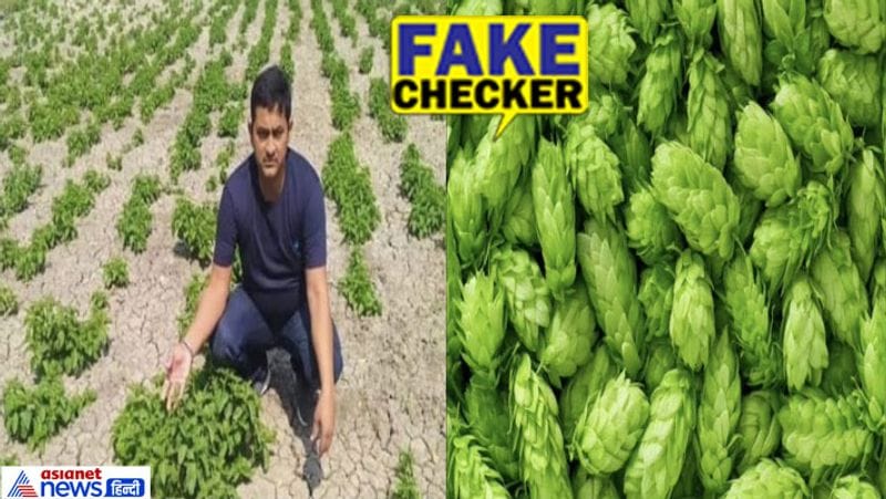 पूरा मामला क्या है?
बहुत सी मुख्य वेबसाइट पर ये खबर जमकर वायरल है। दावा है कि, बिहार के औरंगाबाद जिले के रहने वाले 38 वर्षीय किसान अमरेश सिंह हॉप शूट्स की खेती कर रहे हैं। 2012 में हजारीबाग के सेंट कोलंबस कॉलेज से 12वीं पास करने वाले अमरेश नवीनगर ब्लॉक के कमरडीह गांव में अपनी जमीन पर हॉप शूट्स की खेती कर रहे हैं। 6 साल पहले अंतरराष्ट्रीय बाजार में इस सब्जी की कीमत 1000 पाउंड प्रति किलोग्राम थी, जो लगभग एक लाख रुपए के बराबर है। भारत में यह सब्जी न के बराबर दिखती है और सिर्फ ऑर्डर देकर ही खरीदी जाती है।