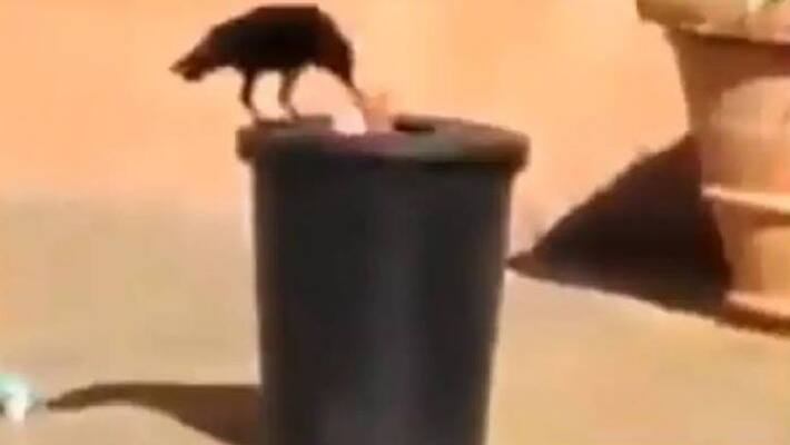 Crow collects garbage throws it in dustbin Crow collects garbage throws it in dustbin
