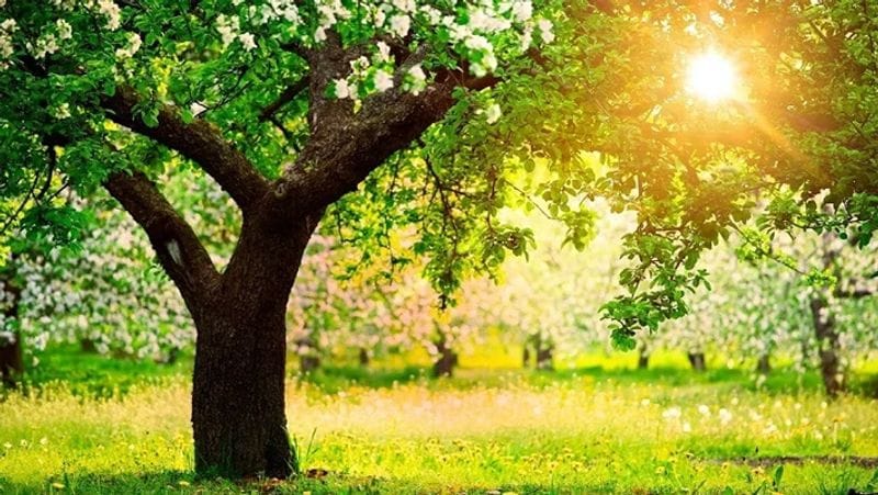 - ये समय ऋतुओं का संधिकाल है यानी सर्दी (शीत ऋतु) के जाने का और गर्मी (ग्रीष्म ऋतु) के आने का समय है।
