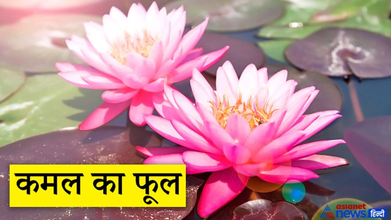 1. कमल का फूल
माता लक्ष्मी को कमल का फूल अति प्रिय है। किसी शुक्रवार को लक्ष्मी मंदिर में जाकर पूजा करने के बाद कमल का फूल अर्पित करें। इससे देवी लक्ष्मी प्रसन्न होती हैं और भक्तों की इच्छाएं पूरी करती हैं।