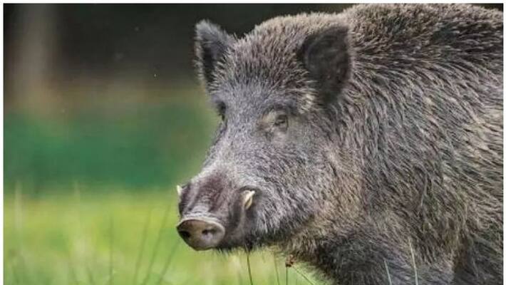 Wild boar attack in Thiruvananthapuram, cpi lc member and her daughter hospitalize Wild boar attack in Thiruvananthapuram, cpi lc member and her daughter hospitalize
