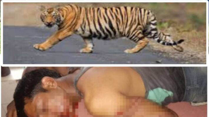 Amazing story tigress attacked in man Buffaloes saved the life of a young man kpr Amazing story tigress attacked in man Buffaloes saved the life of a young man kpr