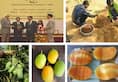 Sadabahar mangoes: A new variety developed by Rajasthan farmer resistant to many diseases
