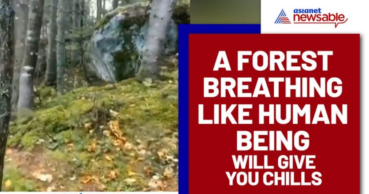 A forest is breathing like a human? Here’s the science behind it