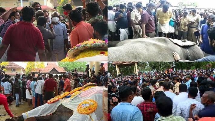 Ambalappuzha vijayakrishnan elephant death travancore Devaswom board to meet Ambalappuzha vijayakrishnan elephant death travancore Devaswom board to meet