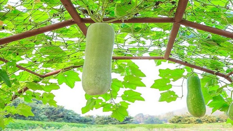 लौकी में आयरन काफी मात्रा में पाया जाता है। ऐसे में, जिन लोगों में हीमोग्लोबिन की कमी होती है और जो कमजोर होते हैं, उनके लिए यह काफी कारगर साबित होती है। इससे हीमोग्लोबिन की मात्रा बढ़ती है। लौकी में फाइबर भी काफी पाया जाता है। इससे यह आसानी से पच जाती है और पेट को भी साफ रखती है। लौकी में विटामिन बी, विटामिन सी और सोडियम भी पाया जाता है। नियमित तौर पर लौकी के जूस का सेवन करने से जहां कमजोरी दूर होती है, वहीं वजन भी कम होता है। (फाइल फोटो)