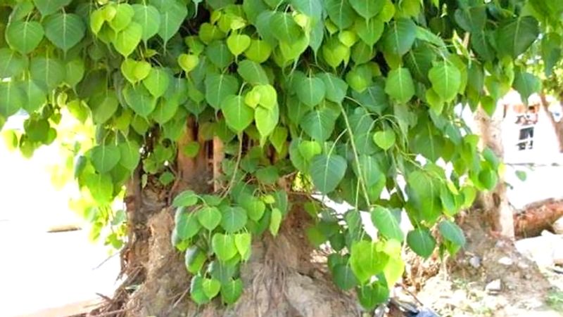 2. सोमवती अमावस्या पर पीपल की पूजा करने का विशेष महत्व है। पीपल के मूल में भगवान विष्णु, तने में शिवजी तथा अग्रभाग में ब्रह्माजी का निवास होता है। अत: इस दिन पीपल के पूजन से सौभाग्य की वृद्धि होती है।

