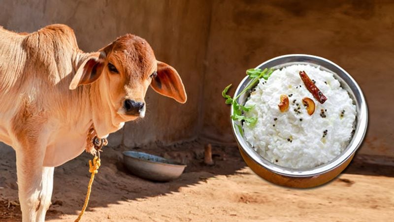 5. जिन लोगों की जन्म कुंडली में चंद्रमा कमजोर है, उन्हें गाय को दही- चावल लिखाने चाहिए, इससे चंद्र दोष कम होता है।
