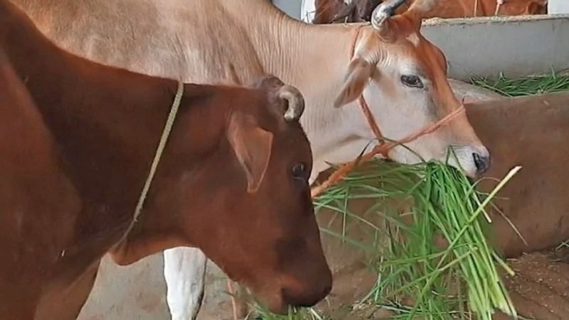 7. सोमवती अमावस्या पर गाय को चारा खिलाना चाहिए और मछलियों के लिए आटे की गोलियां बनाकर नदी-तालाब में डालना चाहिए।
