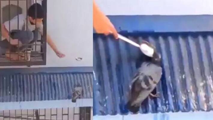 Video Of A Boy Offering Water To Pigeon Video Of A Boy Offering Water To Pigeon