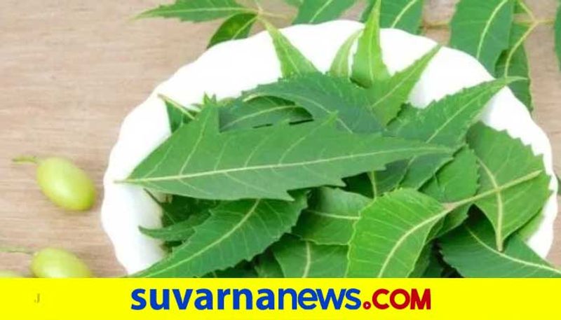 These leaves helps to reduce blood sugar level