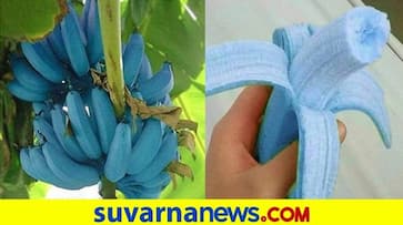 Blue Java Banana It Tastes Just Like Vanilla Ice Cream Says Twitter User dpl Blue Java Banana It Tastes Just Like Vanilla Ice Cream Says Twitter User dpl