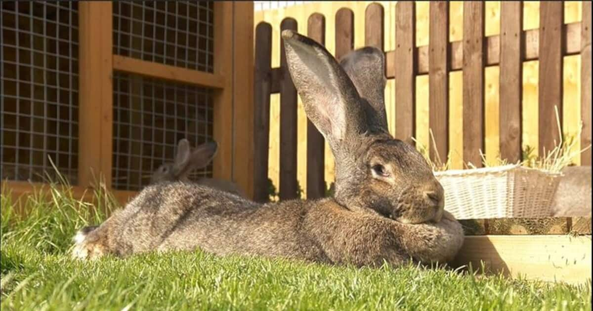 stole-the-world-s-largest-rabbit-the-owner-announces-a-grand-prize-for