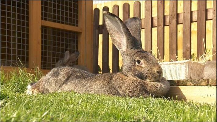 World biggest rabbit stolen from owners garden World biggest rabbit stolen from owners garden