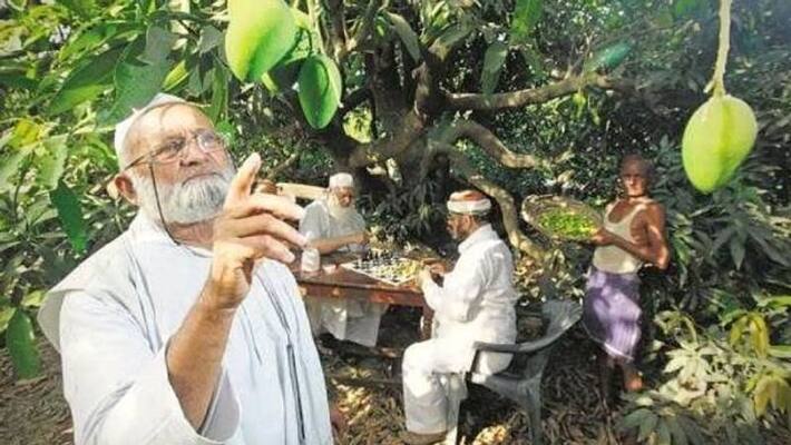 300 mango varieties in one tree 300 mango varieties in one tree