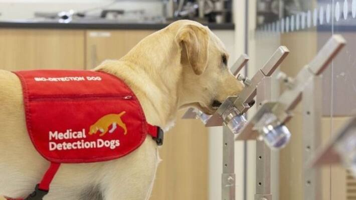 study claims that trained dogs can sniff out covid positive samples study claims that trained dogs can sniff out covid positive samples