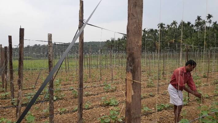The weather is also changing Vegetable cultivation in crisis in Wayanad The weather is also changing Vegetable cultivation in crisis in Wayanad