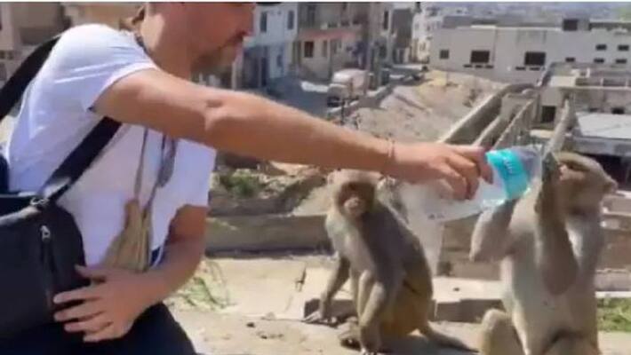 Man helps monkeys drink water from bottle in viral video Man helps monkeys drink water from bottle in viral video