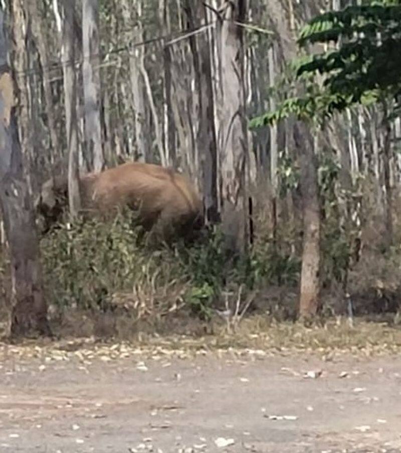 Elephant Came to Karnataka University Campus at Dharwad grg