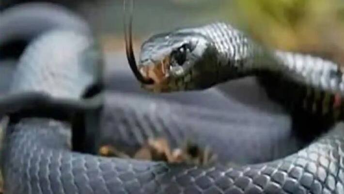 A tribal boy was bitten by a snake in the forest A tribal boy was bitten by a snake in the forest